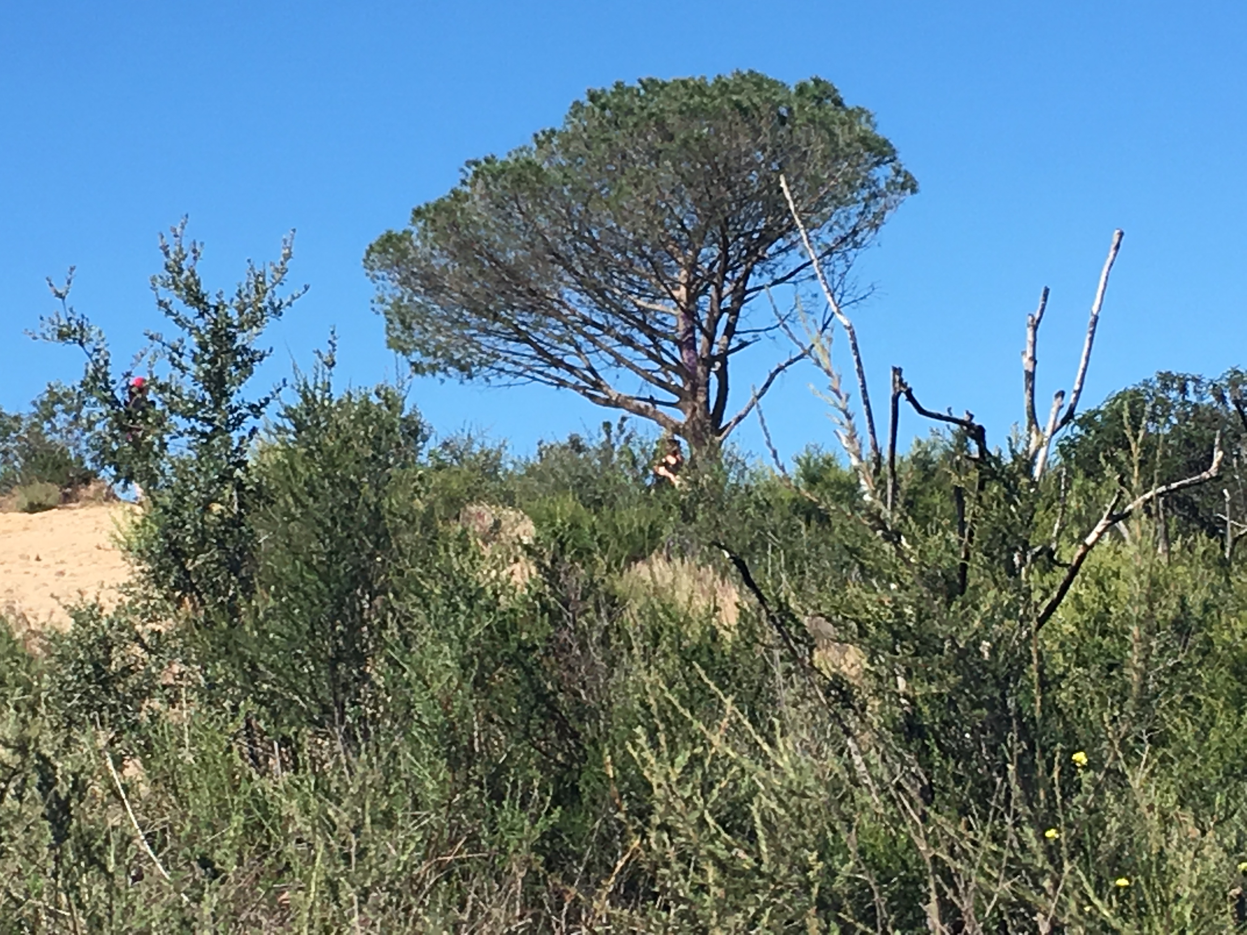 Wisdom Tree Hike