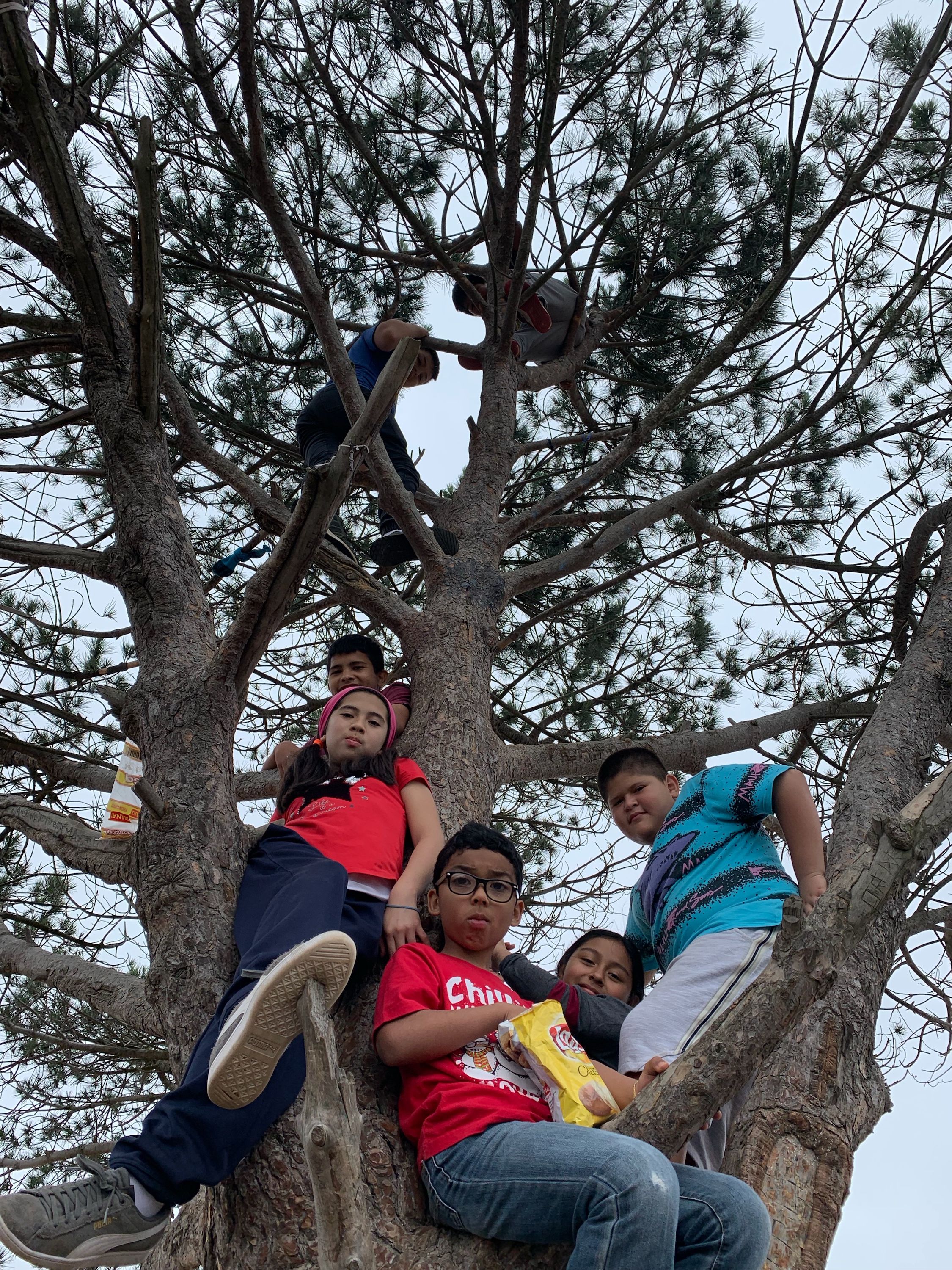 Wisdom Tree 2019